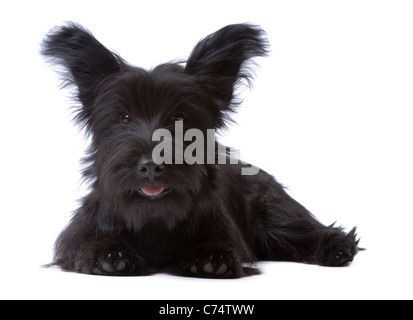 Skye Terrier puppy isolated on white Banque D'Images