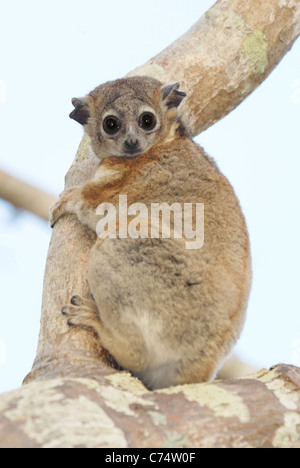 Hubbard (Lepilemur hubbardorum) dans la Forêt épineuse de la réserve Reniala, Ifaty, dans l'ouest de Madagascar Banque D'Images