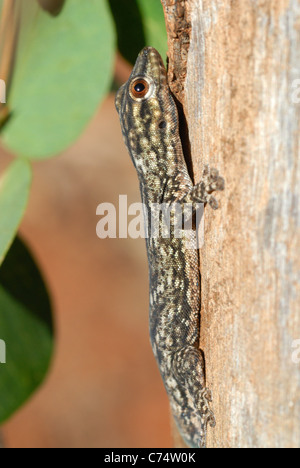 Jour Thicktail (Gecko Phelsuma mutabilis) dans la forêt-galerie de la Réserve Naturelle de Berenty, dans le sud de Madagascar. Banque D'Images