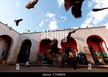 Cerfs-volants noir de s'abattent leurs perchoirs sur le toit des morceaux de viande à Gidir marché rempart à Harar en Ethiopie, Afrique de l'Est Banque D'Images
