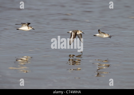 Bécasseau sanderling Calidris alba troupeau en vol Banque D'Images