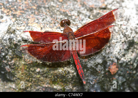 Neurothemis fluctuans Libellule Grasshawk rouge Banque D'Images