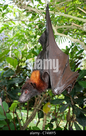 Grande Tyrolienne Pteropus vampyrus Banque D'Images