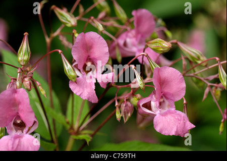 Balsamine de l'Himalaya (Impatiens) gladulifera fleurs et gousses