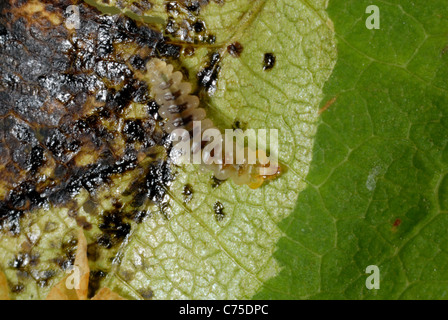 La larve exposée de Cameraria ohridella (cameraria ohridella) dans la mine de feuilles d'Aesculus hippocastanum Banque D'Images