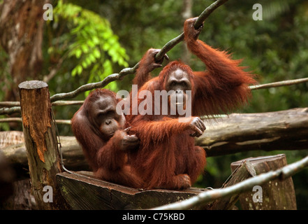 Deux orangs-outans de Bornéo adultes (Pongo pygmaeus) au zoo de Singapour, Singapour Banque D'Images