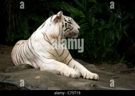 A white tiger (Panthera tigris) dans Zoo de Singapour, Singapour, l'Asie Banque D'Images