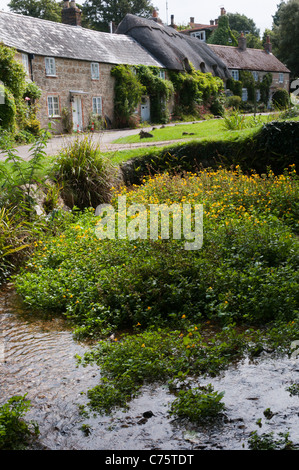 Le cresson à l'eau de plus en plus d'un ruisseau dans le joli village de Winkle Street sur l'île de Wight, Angleterre Banque D'Images