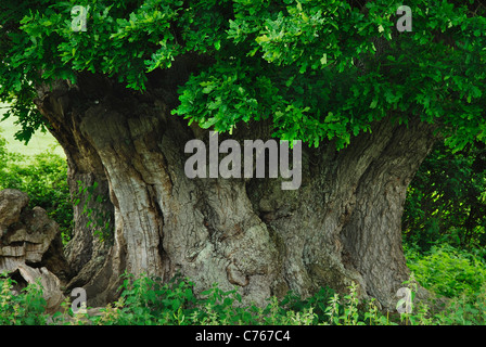 La grande ronde, tronc d'un chêne pédonculé UK Banque D'Images