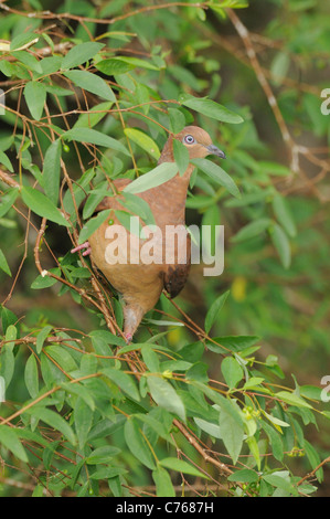 Brown Cuckoo Dove Macropygia amboinensis photographié dans le Queensland, Australie Banque D'Images