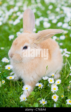 Les jeunes oreilles Lapin Lop sur pelouse entourée de fleurs sauvages Banque D'Images