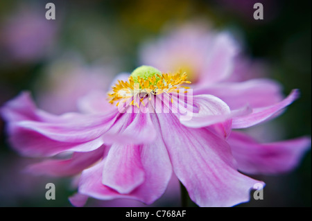 Anémone du Japon 'Pretty Lady Emily', Anemone x hybrida 'Lady Emily' Banque D'Images