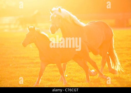 Jument Haflinger et poulain sur un pâturage dans le matin Banque D'Images