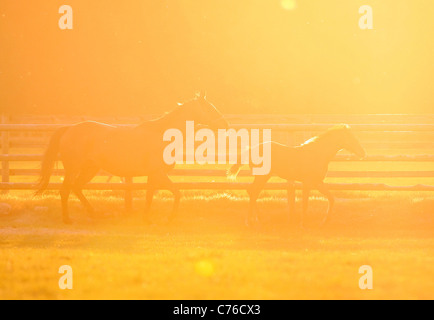 Jument Haflinger et poulain sur un pâturage dans le matin Banque D'Images