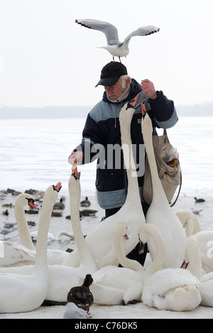 Nourrir les oiseaux à l'homme Tegeler See, Berlin, Allemagne Banque D'Images
