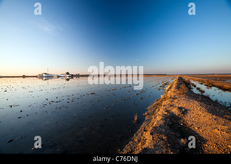 Champ de riz récolté, Isla Mayor, Espagne Banque D'Images