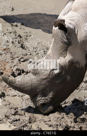 Cotswolds Wildlife Park - mud se vautrer Rhinoceros Banque D'Images