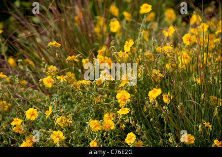 Helianthemum 'le beurre et les oeufs', Rock Rose, en fleurs Banque D'Images