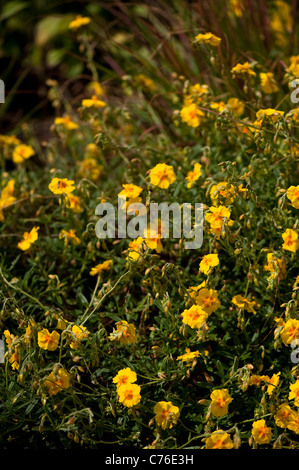 Helianthemum 'le beurre et les oeufs', Rock Rose, en fleurs Banque D'Images