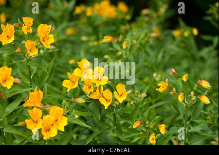 L'Alstroemeria aurea, Peruvian Lily, en fleurs Banque D'Images