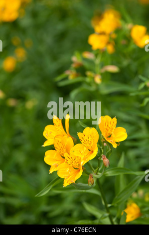 L'Alstroemeria aurea, Peruvian Lily, en fleurs Banque D'Images