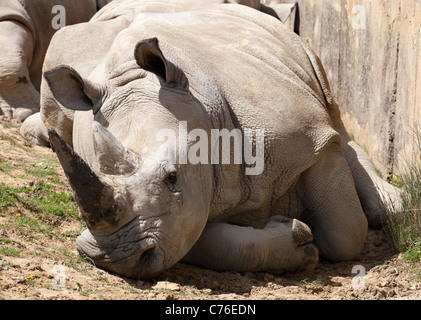 Cotswolds Wildlife Park - Rhinoceri au repos 10 Banque D'Images