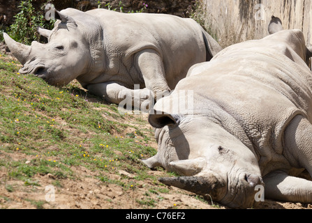 Cotswolds Wildlife Park - Rhinoceri au repos 11 Banque D'Images