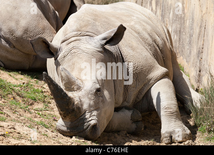 Cotswolds Wildlife Park - Rhinoceri au repos 13 Banque D'Images