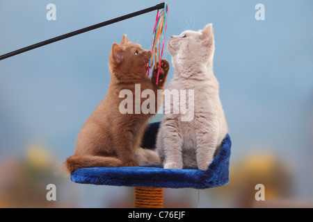 British Shorthair Chats, chatons, cannelle et faon, 3 mois / toy Banque D'Images