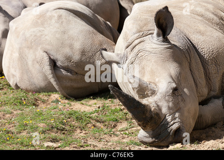 Cotswolds Wildlife Park - Rhinoceri au repos 14 Banque D'Images