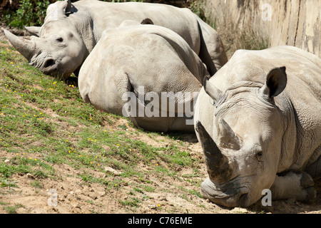 Cotswolds Wildlife Park - Rhinoceri au repos 15 Banque D'Images