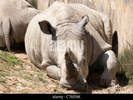 Cotswolds Wildlife Park - Rhinoceri au repos 16 Banque D'Images