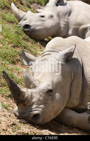 Cotswolds Wildlife Park - Rhinoceri au repos Banque D'Images