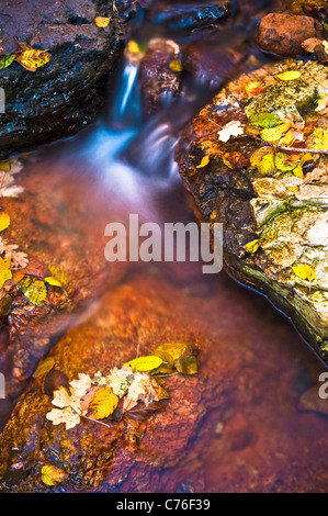 La couleur de l'automne est à son sommet à l'Ouvrier Creek dans la Sierra Ancha dans le centre de l'Arizona. Banque D'Images