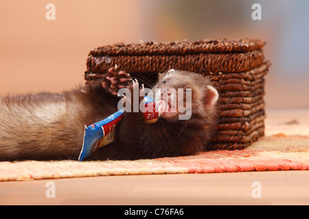 Manger de la saucisse de foie des furets (Mustela putorius forma / domestica) / saucisson Banque D'Images