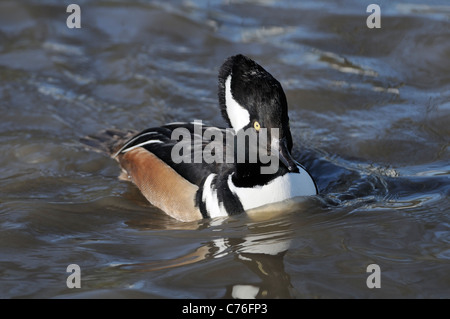 Le petit garrot (Bucephala albeola) mâle adulte, natation, WWT, Slimbridge, Gloucestershire, Royaume-Uni, mars. Banque D'Images