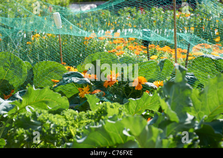 Les plantes qui poussent dans un allotissement. Banque D'Images