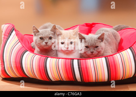 British Shorthair Chat, chatons, 4 mois Banque D'Images