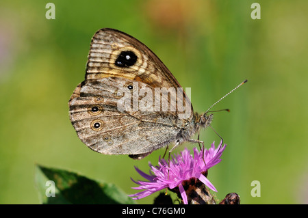 Grand mur Brown (Lasiommata maera) Banque D'Images