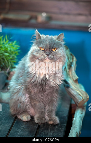 Le chat perse s'est demandé dans les bois Banque D'Images