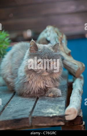 Le chat perse s'est demandé dans les bois Banque D'Images