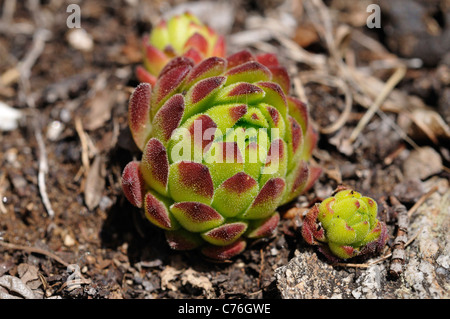 Houseleek Sempervivum montanum (montagne) Banque D'Images