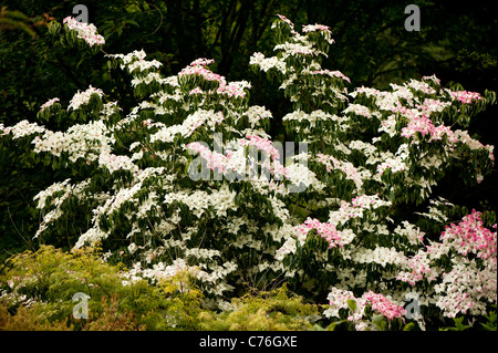 Cornus kousa 'John' Slocock, Kousa Cornouiller, en juin Banque D'Images