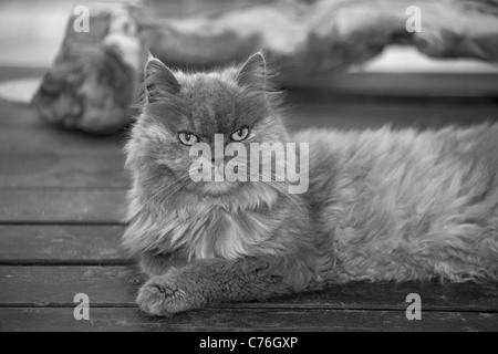 Le chat perse s'est demandé dans les bois Banque D'Images