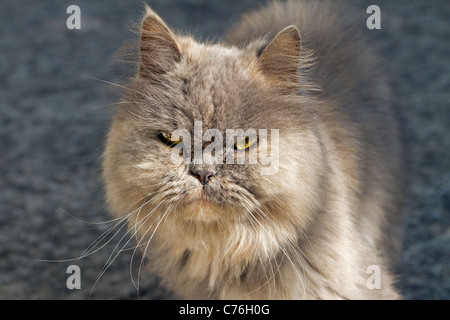 Le chat perse s'est demandé dans les bois Banque D'Images