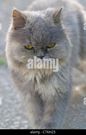 Le chat perse s'est demandé dans les bois Banque D'Images