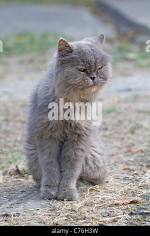 Le chat perse s'est demandé dans les bois Banque D'Images