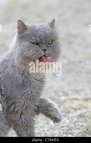 Le chat perse s'est demandé dans les bois Banque D'Images