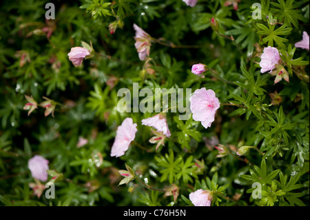Geranium sanguineum Striatum var, à rayures géranium sanguin, en fleurs Banque D'Images