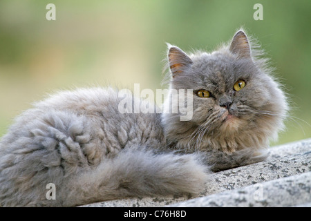 Le chat perse s'est demandé dans les bois Banque D'Images